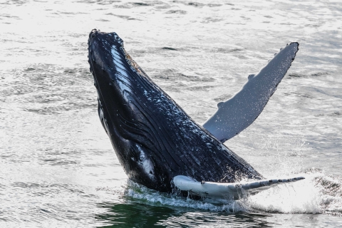 Z Reykjaviku: rejs statkiem na wieloryby i zorzę polarną