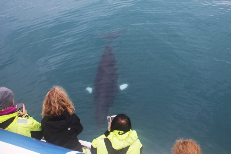 Desde Reikiavik: paseo en barco por las ballenas y la aurora boreal