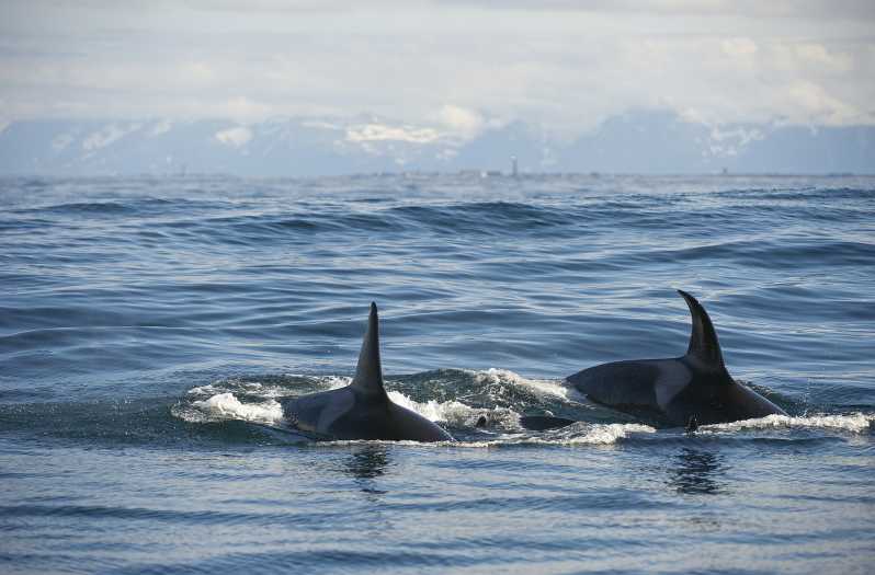 Tromsø: Tour guiado de observación de ballenas en un catamarán moderno