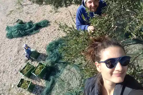 From Split: Olive picking on Island Brac