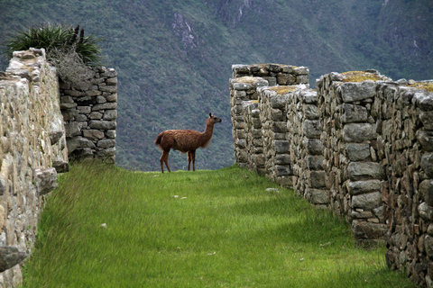 Caminhada clássica de 5 dias de Salkantay a Machu Picchu de volta de tremSalkantay: Machu Picchu Trek de 5 dias com tudo incluído