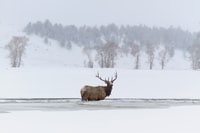 Jackson, Grand Teton, Bighorn Sheep et Petroglyphes Tour - Housity