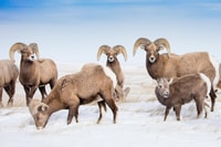 Jackson, Grand Teton, Bighorn Sheep et Petroglyphes Tour - Housity