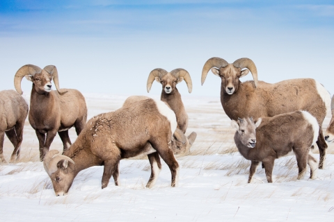 Jackson: Grand Teton, Bighorn Sheep en Petroglyphs Tour