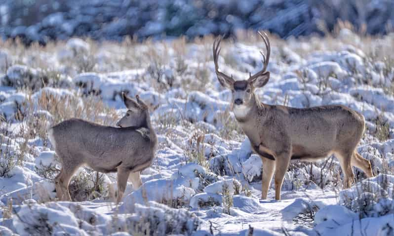 Jackson: Grand Teton, Bighorn Sheep, and Petroglyphs Tour | GetYourGuide