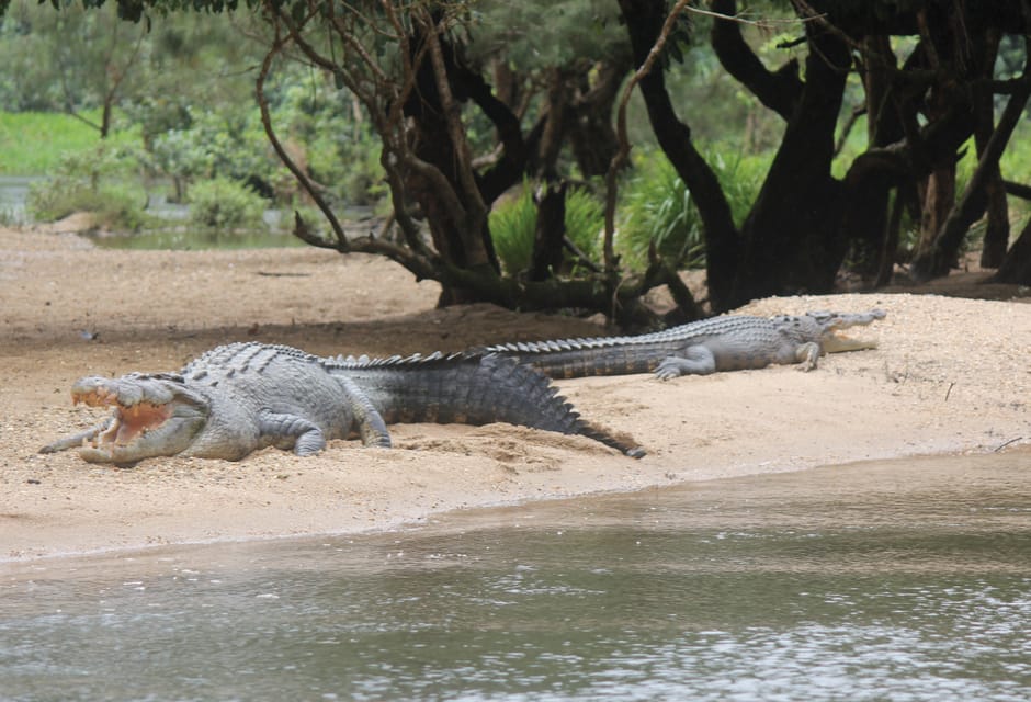 Daintree Rainforest riviercruises met krokodil en dieren in het wild