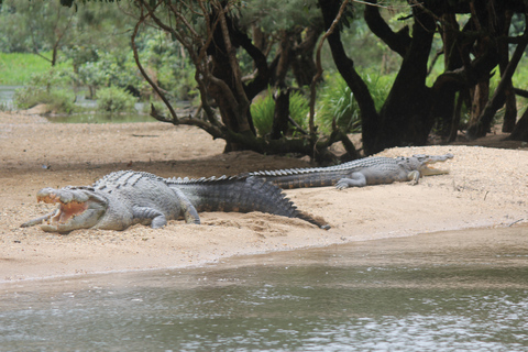Daintree: Rejs po rzece Rainforest z krokodylami i dziką przyrodą