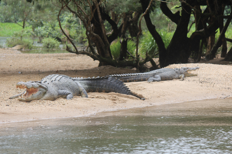 Daintree: Rejs po rzece Rainforest z krokodylami i dziką przyrodą