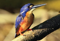 Daintree Rainforest, Crocodile & Wildlife River Cruises - Housity
