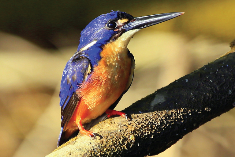 Daintree: Rejs po rzece Rainforest z krokodylami i dziką przyrodą