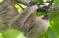 San José, Manuel Antonio National Park Day Trip - Hizvo