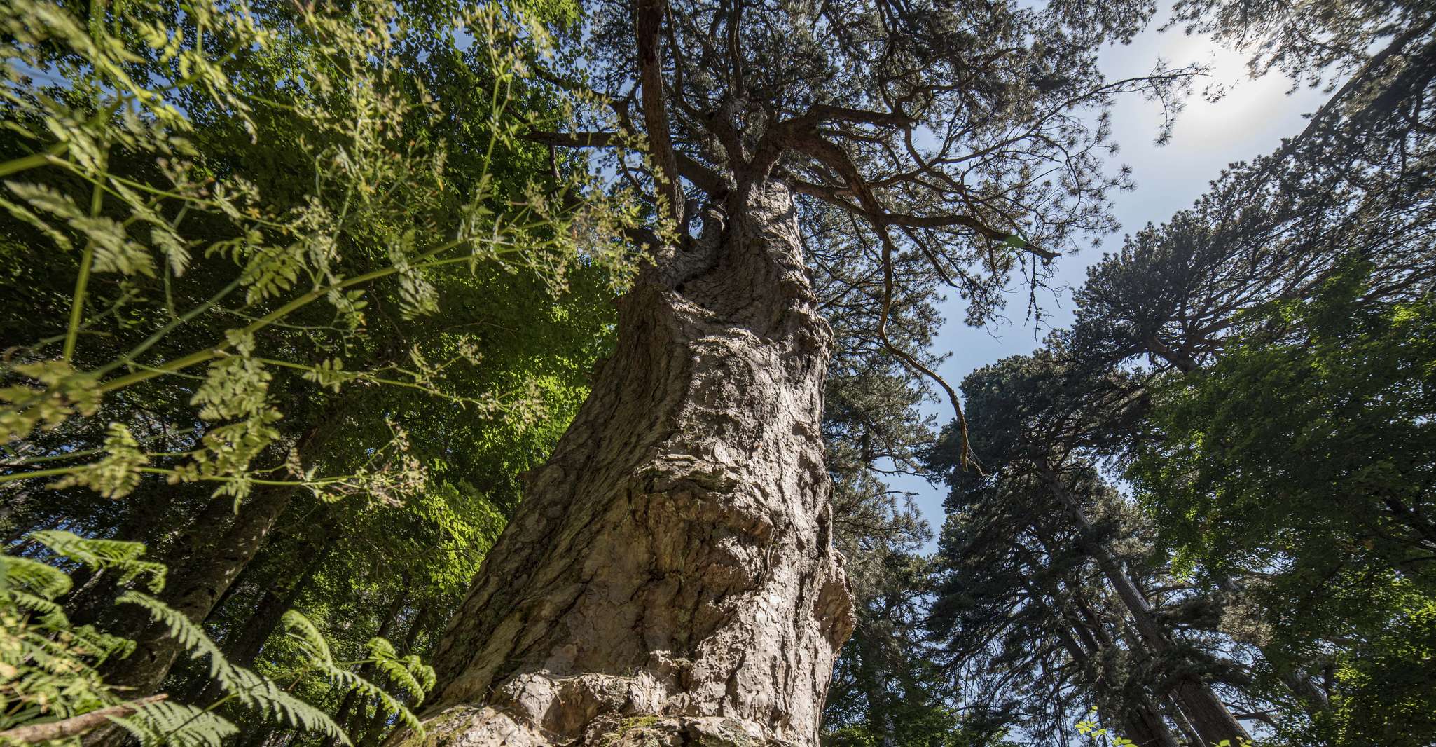 Suitetrails - Cosenza, Giants of the Sila