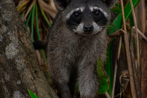 Sierpe : Caminata en Corcovado N. P.