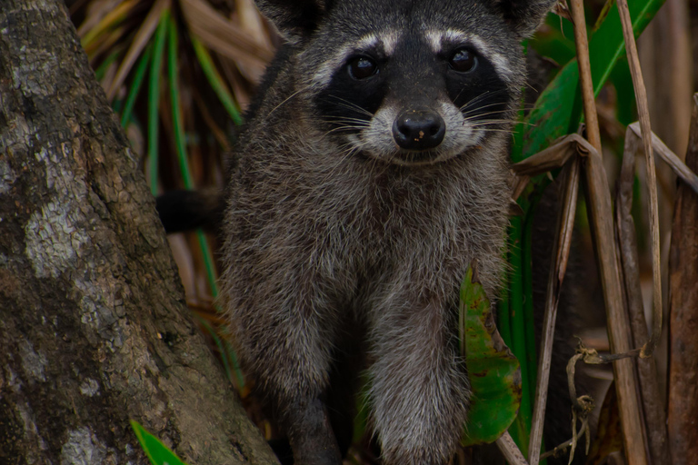 Sierpe : Caminata en Corcovado N. P.