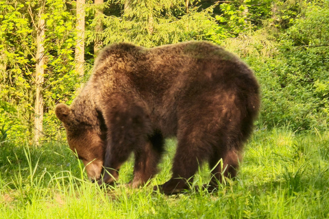 From Brasov: Brown Bear Watching Tour with Ranger Escort