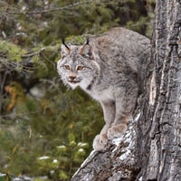 Seattle, Woodland Park Zoo Day Admission Ticket - Housity