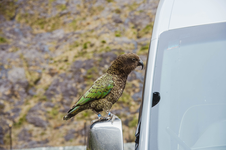 Milford Sound: Premium Small Group Tour from Queenstown From Queenstown: Small Group Tour with Glass Roof