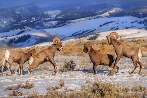 Jackson: Grand Teton, Bighorn Sheep, and Petroglyphs Tour