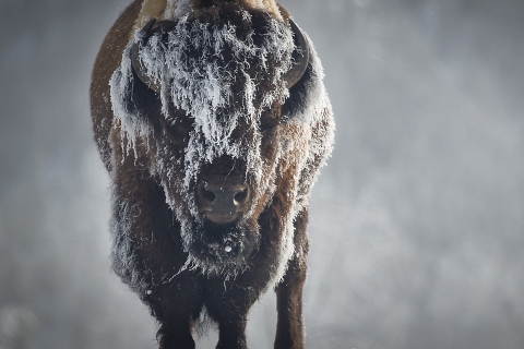 Jackson: Grand Teton, Bighorn Sheep en Petroglyphs Tour