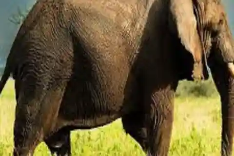 Arusha: Viagem de 1 dia ao Parque Nacional de Tarangire