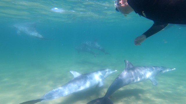 Visit Bunbury Swim with Dolphins Tour in Bunbury, Western Australia