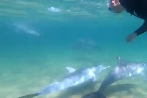 Bunbury: Excursión a nado con delfines
