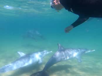 Bunbury: Swim with Dolphins Tour