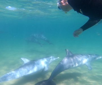 Bunbury: Swim with Dolphins Tour