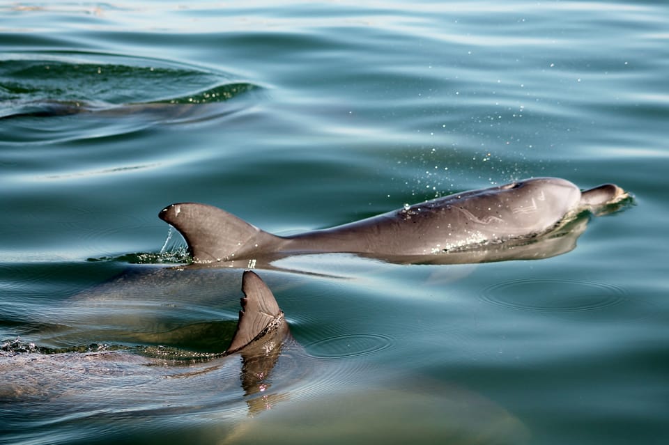 koombana bay dolphin eco cruise