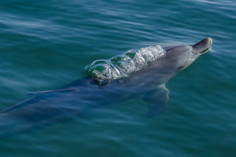 Koombana Bay: Dolphin Eco Cruise