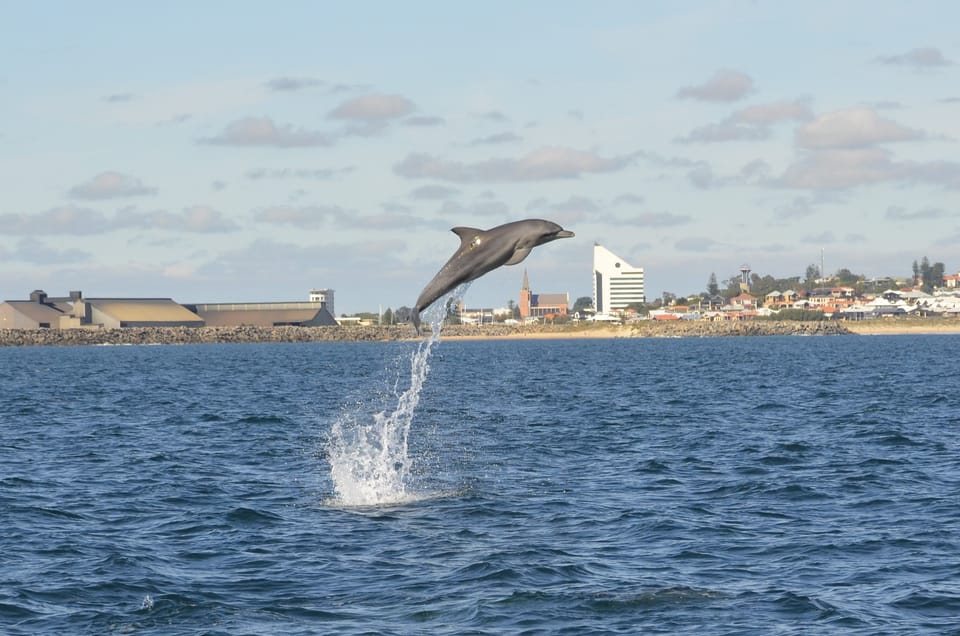 koombana bay dolphin eco cruise