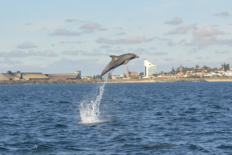 Koombana Bay: Dolphin Eco Cruise