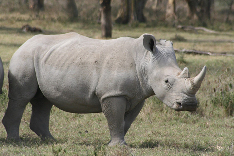 Nairobi: National Park Game Drive i Beads Center TourOpłaty za parkowanie wyłączone