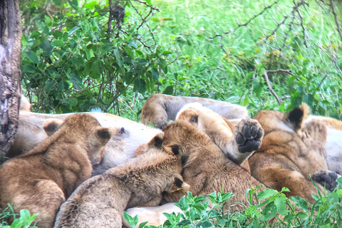 Nairobi: National Park Game Drive and Beads Center Tour Park Fees Excluded