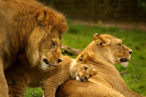 Nairobi: National Park Game Drive and Beads Center Tour Park Fees Included