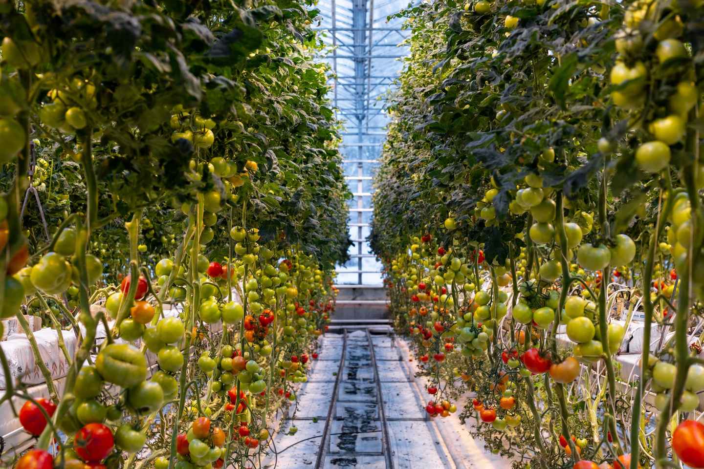 골든 서클 투어 & 프리드헤이마르 토마토 농장 점심식사 - 포토 투어 포함