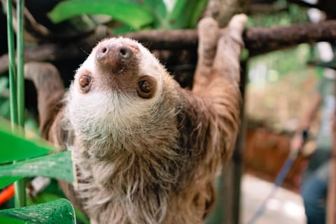 Manuel Antonio: tour guidato del Santuario della fauna selvatica KSTR