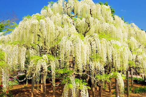 Tokyo & Ibaraki Tour: Hitachi Seaside Park & Adachi Wisteria