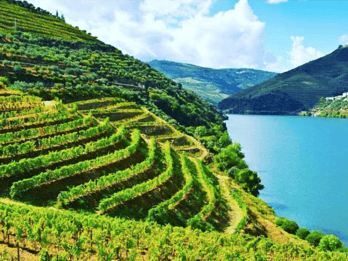 Porto: Tour della Valle del Douro con 3 degustazioni, pranzo e crociera facoltativa. Crociera