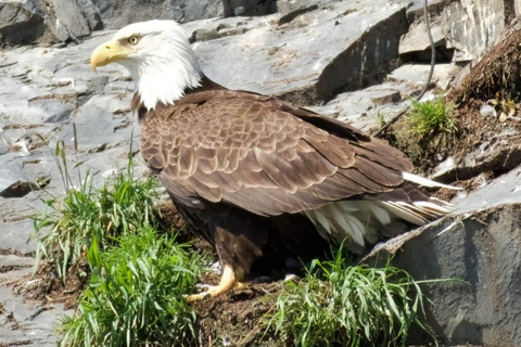 Seward: Spring Wildlife Guided Cruise