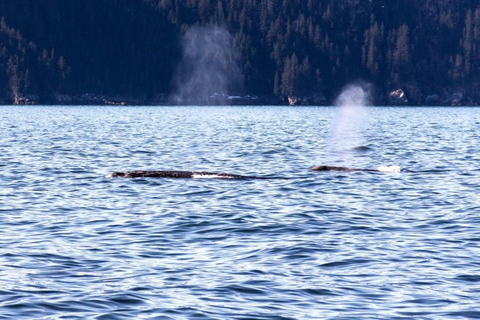 Seward: Spring Wildlife Guided Cruise