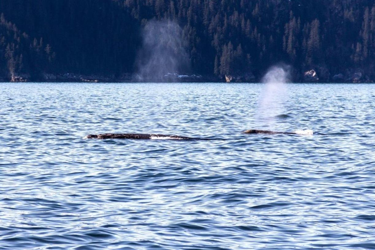 Seward: Spring Wildlife Guided Cruise