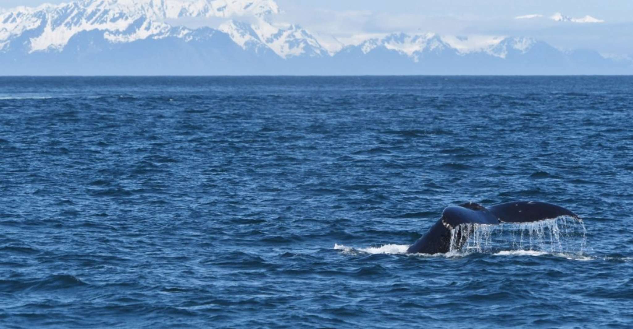 Seward, Spring Wildlife Guided Cruise with Coffee and Tea - Housity