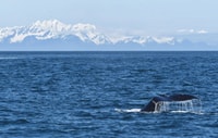 Seward, voorjaars wilde dieren begeleide cruise met koffie en thee - Housity