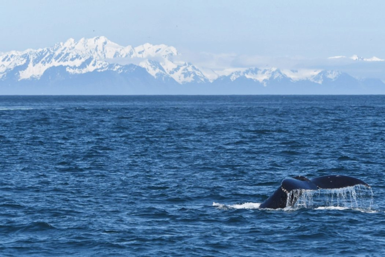 Seward: Spring Wildlife Guided Cruise