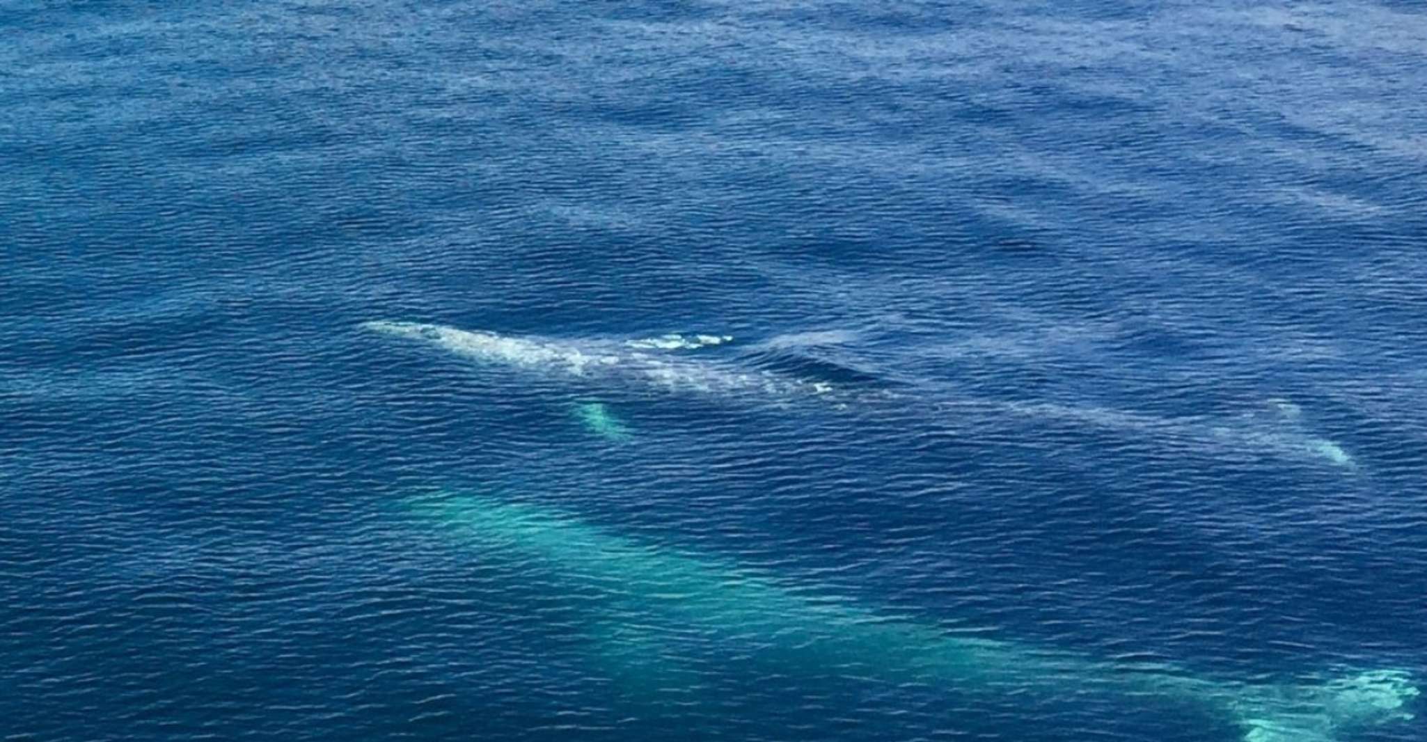 Seward, Spring Wildlife Guided Cruise with Coffee and Tea - Housity