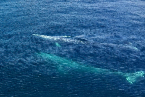 Seward: Spring Wildlife Guided Cruise