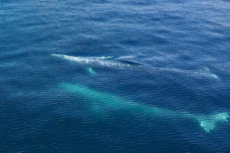 Seward: Spring Wildlife Guided Cruise
