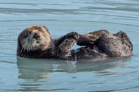 Seward: Spring Wildlife Guided Cruise