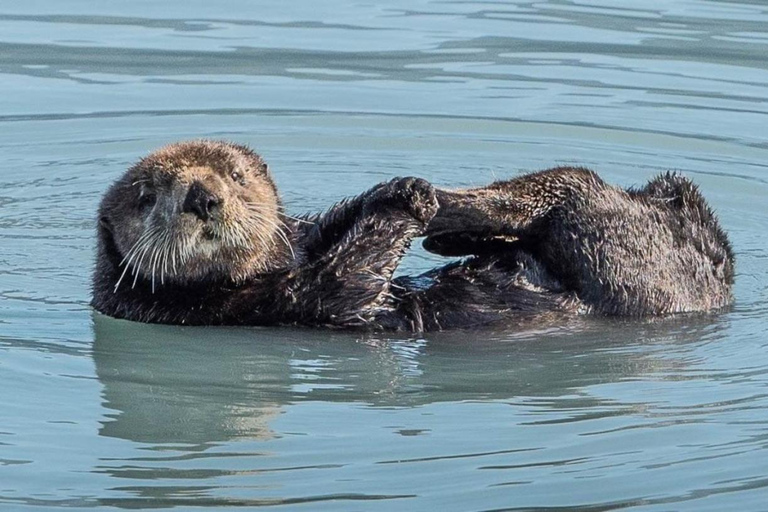 Seward: Spring Wildlife Guided Cruise